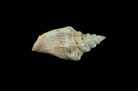 藏品(黑嘴鳳凰螺)的圖片